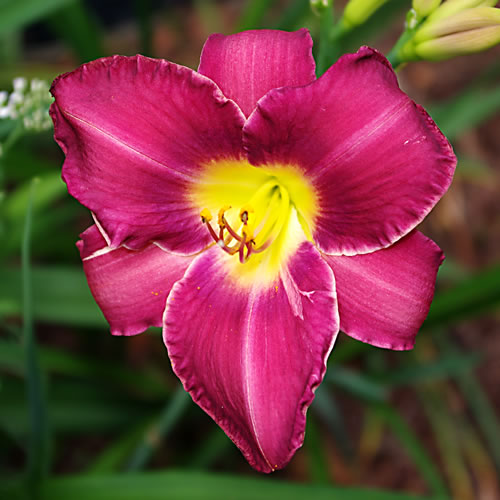 Hemerocallis Olive Bailey Langdon